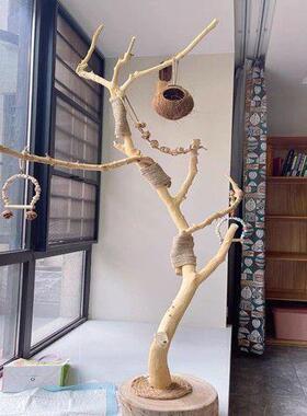 枝干枝原木杈天然干pxx35114枝枯枝枯木树干鸟造型壁树架挂衣架吊