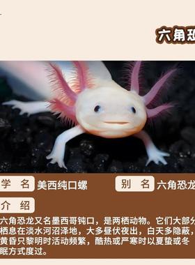 龙六角恐龙18991易鱼养宠物美西螈蝾螈金鱼活鱼小鱼宠物水观赏网冷红鱼