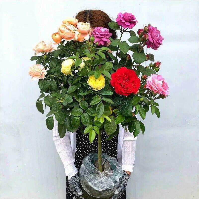 棒棒糖树桩月季花苗特大花朵花卉植物庭院四季开玫瑰带花树状月季