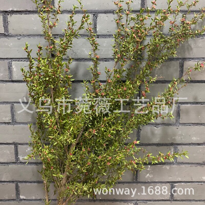 永生保鲜千层金森系自然真花永生带叶梅花树枝 家居装饰 软装