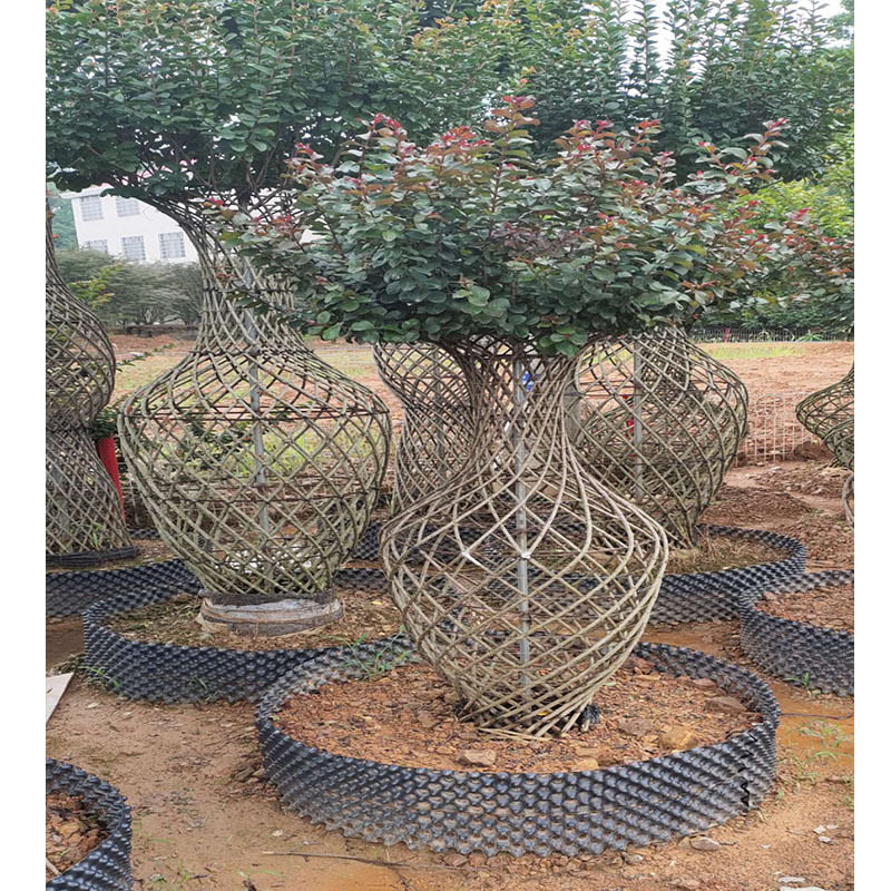 批发造型紫薇花瓶 庭院古桩风景树市政园林绿化苗木 湖南基地直销