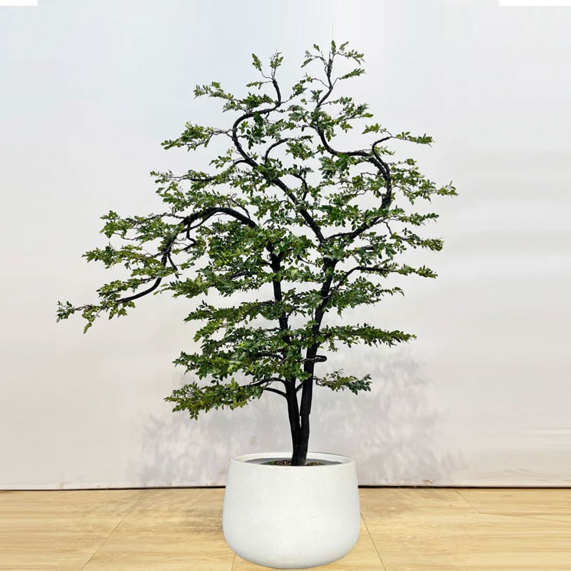 小叶紫檀盆景造型老桩黑骨茶盆栽客厅办公室绿植室内外好养植物