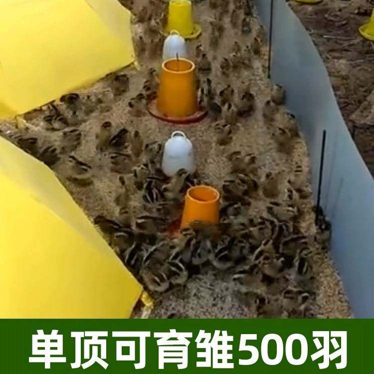 厂家小鸡脱温设备控温伞自动保温伞养鸡设备育雏伞育雏器保温箱
