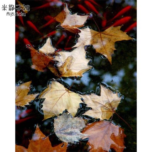 梧桐叶天然真树叶枫叶装饰布景摄影道具干树落叶儿童diy手工材料