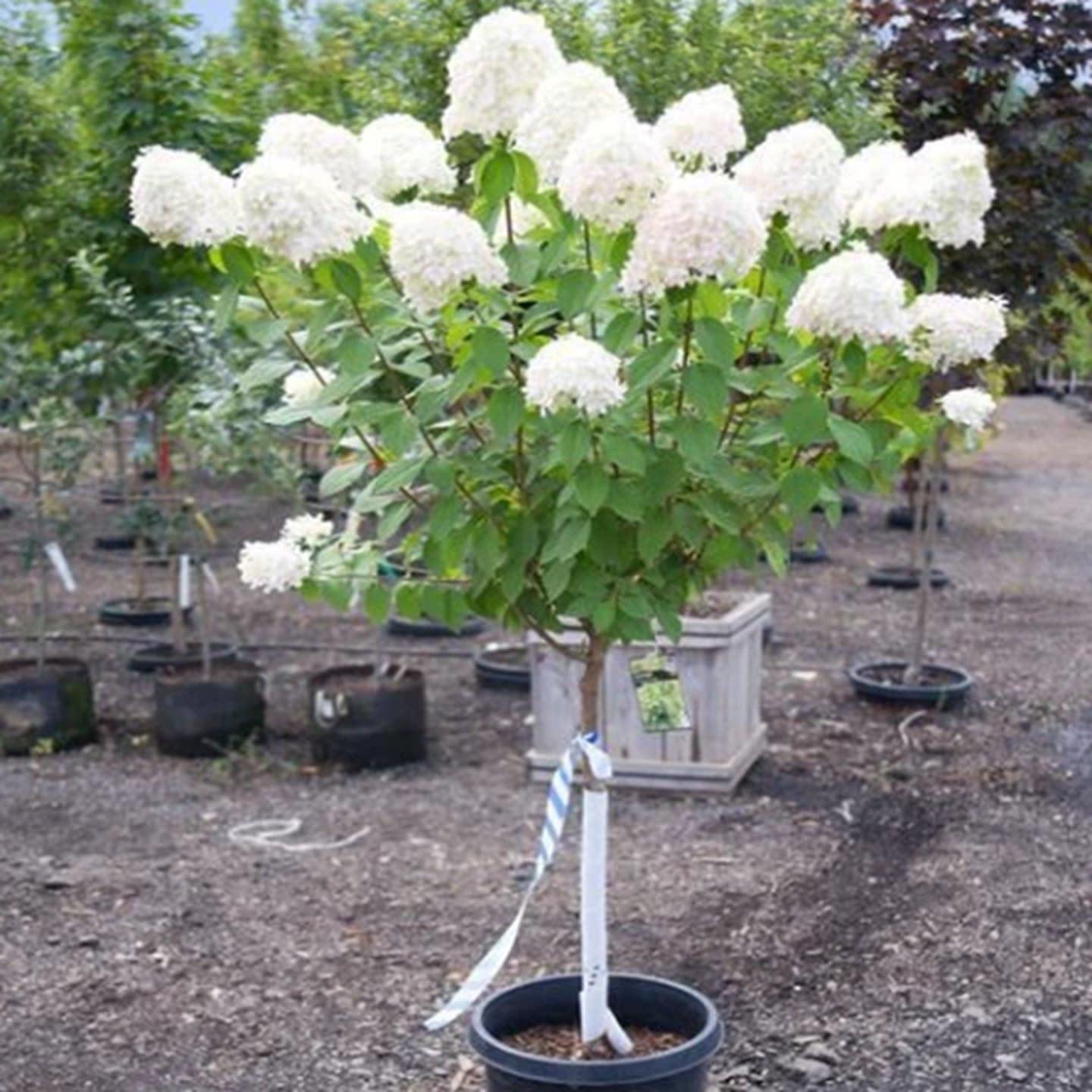 庭院别墅独杆圆锥绣球石灰灯木绣球香香草莓花园活力青柠盆栽花卉