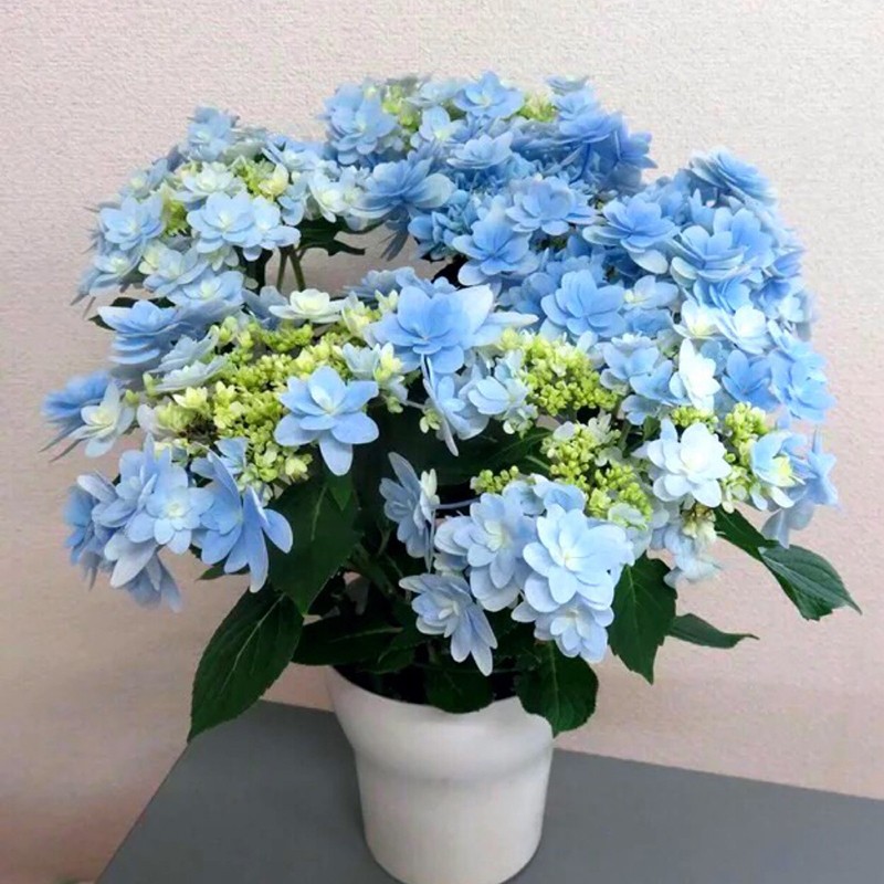 海蒂的花园 佳澄重瓣可调色绣球花阳台庭院花卉耐阴植物盆栽花苗