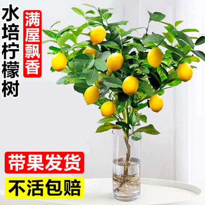 水培植物香水柠檬树苗室内外花卉盆栽带果可食用四季好养桌面绿植