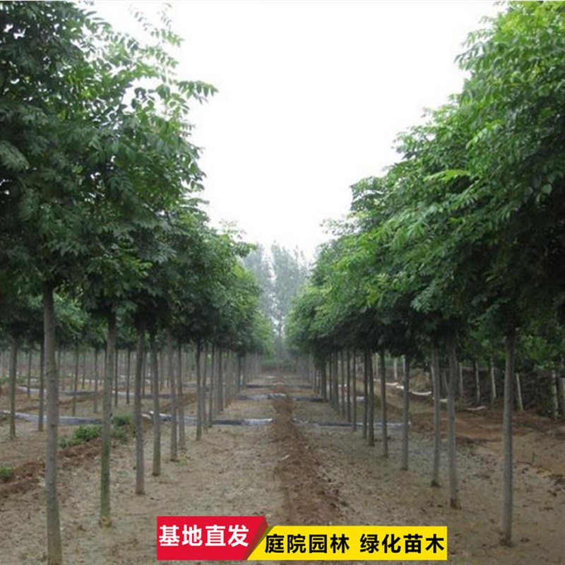栾树苗栾树小苗黄山栾北京栾工程绿化苗木行道树庭院风景树