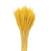 天然金色麦穗开业大麦DIY干花鲜花插花客厅装 饰摆件拍照道具花束