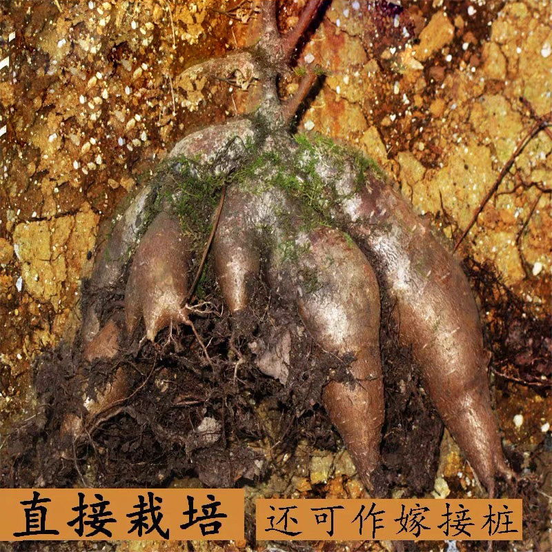 人生榕小叶榕火山榕树四季常青造型树桩盆景盆栽绿植物苗多肉根块,鲜花速递/花卉仿真/绿植园艺,绿植,淘宝优惠券,粉丝福利购,淘宝优惠卷