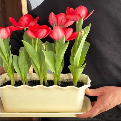 长方形波浪窄花盆阳台简约长条种花郁金香种植专用箱窗台君子兰