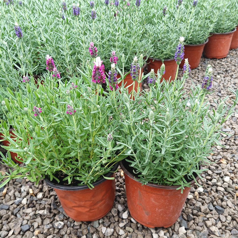 法国薰衣草盆栽带花香型植物室内花苗助眠带香味驱蚊观花庭院花卉