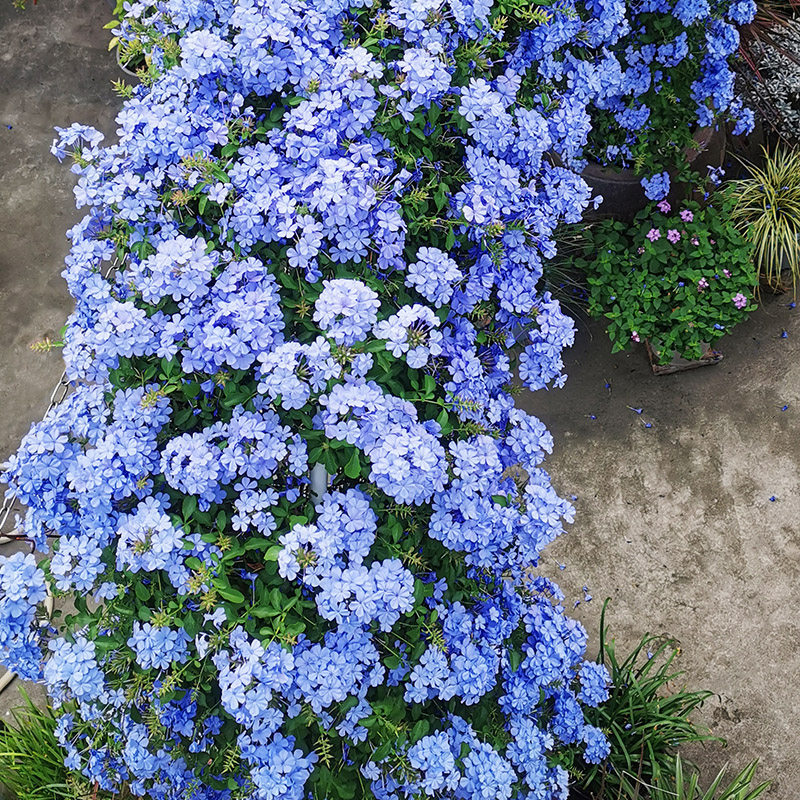 天狼月季 蓝雪花苗盆栽 阳台观花耐热好养植物花园庭院爬藤攀援花,鲜花速递/花卉仿真/绿植园艺,绣球/木绣球/木本植物,淘宝优惠券,粉丝福利购,淘宝优惠卷