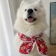 宠物新年围巾狗狗领巾可爱三角巾中大型犬金毛萨摩哈士奇边牧围脖