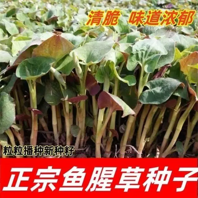 【鱼腥草种子】折耳根种子种苗高产好吃易种阳台盆栽四季播种JM2