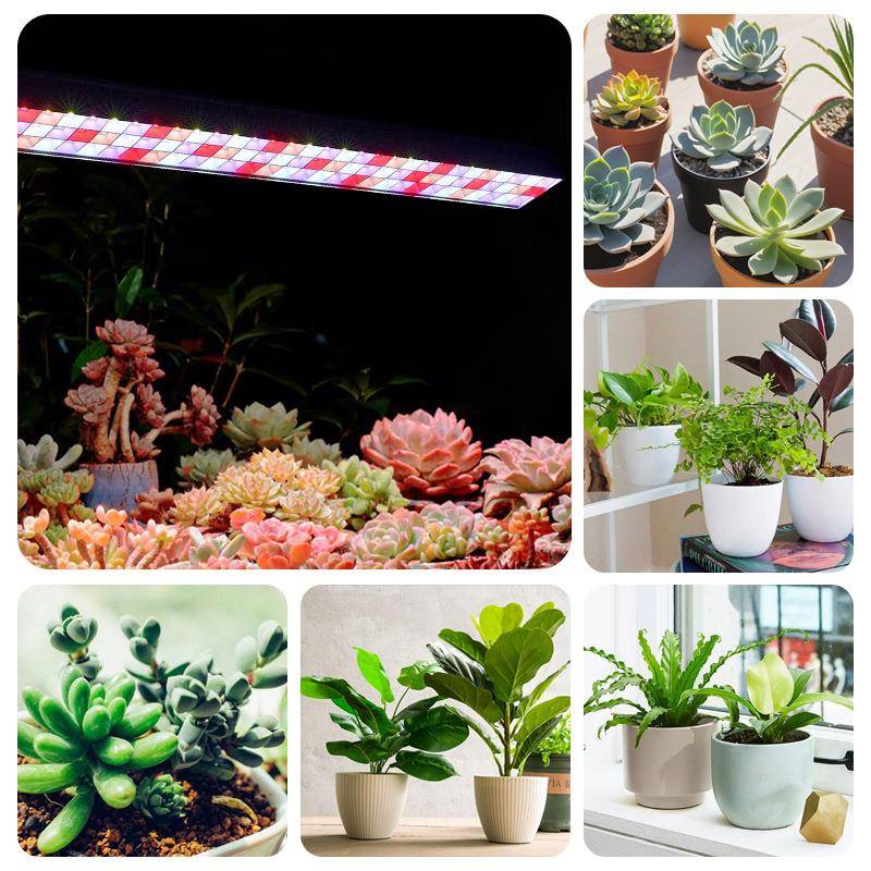 室内LED方格智肉能三HDS色植物灯全光谱定植生长灯时多补光灯厂物