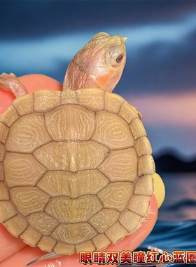 白化巴西龟变异乌龟果冻苗黑巴苗小乌龟观赏龟宠物龟深水龟招财龟