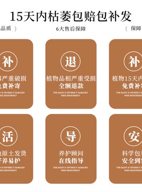 放青松蓬莱松盆栽客厅办公室桌面高级感绿植好养四季常青创意植物