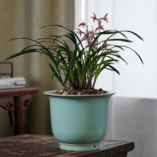 轻奢国色旗号紫砂天青釉大金钟兰花花盆