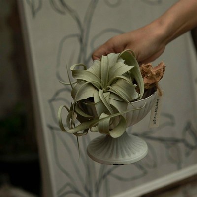 Earth plant 空气凤梨无土植物盆栽小众ins风绿植霸王花卷空凤