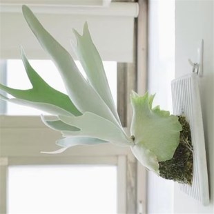 银鹿立叶银鹿角蕨孢子苗挂墙绿植室内客厅垂吊悬挂蕨类盆栽
