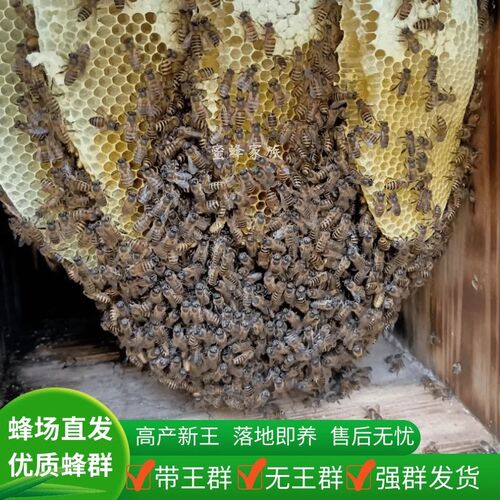 土蜜蜂优质中华蜜蜂中蜂蜂群带王带子脾阿坝蜂王蜂群养殖带箱包活