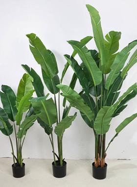 大型裂口YH-LRJ旅人蕉植绿植竹内芭蕉树龟背落地室橱窗物角设计造