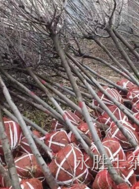 苗木移栽土球包片树根网片包土球网片网兜包土球网片土球网眼兜包