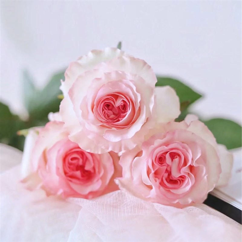 洛神玫瑰花大苗盆栽肯尼亚切花月季特大花四季阳台庭院花卉绿植物