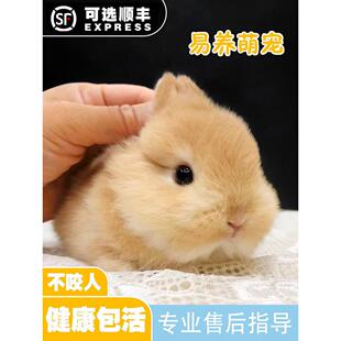 进口血统侏儒兔子活物小鹿黄色山猫纯种荷兰迷你小型宠物兔活体