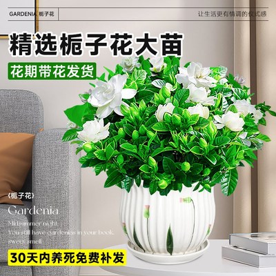 大盆栀子花盆栽四季开花树苗带花苞浓香型大叶独杆枝花水培绿植物