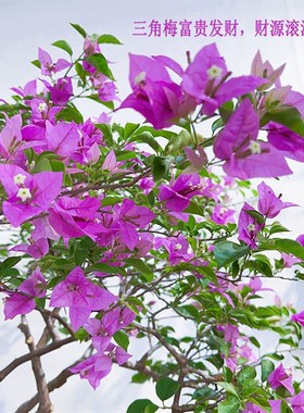 一物一拍老桩三角梅盆景庭院植物花卉粗活好养耐干旱一年四季开花