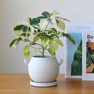 创意设计陶瓷花盆小陶盆可爱笑脸块根蕨类多肉绿植盆栽带托盘陶土