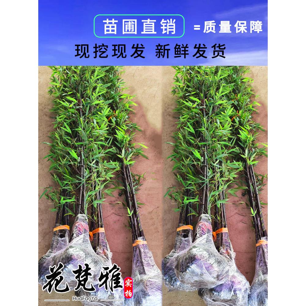名贵矮化紫竹苗耐寒竹子苗庭院四季常青篱笆种植室内竹子盆栽黑竹
