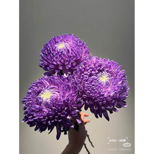 丰岛基地。牡丹菊5支。紫。需要拍邮费