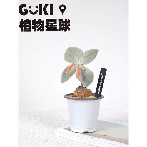 断崖女王多肉植物块根类绿植花卉办公桌面摆放净化空气趣味植物