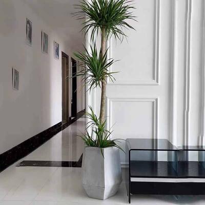 龙血树盆栽AL100090层三层树大型龙须室双内办室净化空气好养公活