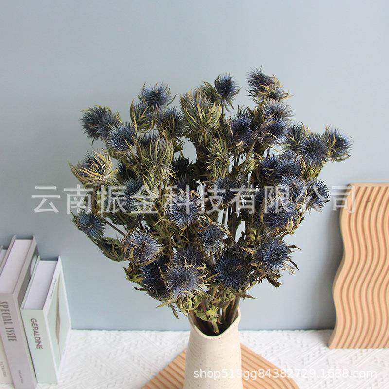 蓝星球刺芹文然艺自大风干蓝星球刺芹花75691414花束情干人果基地