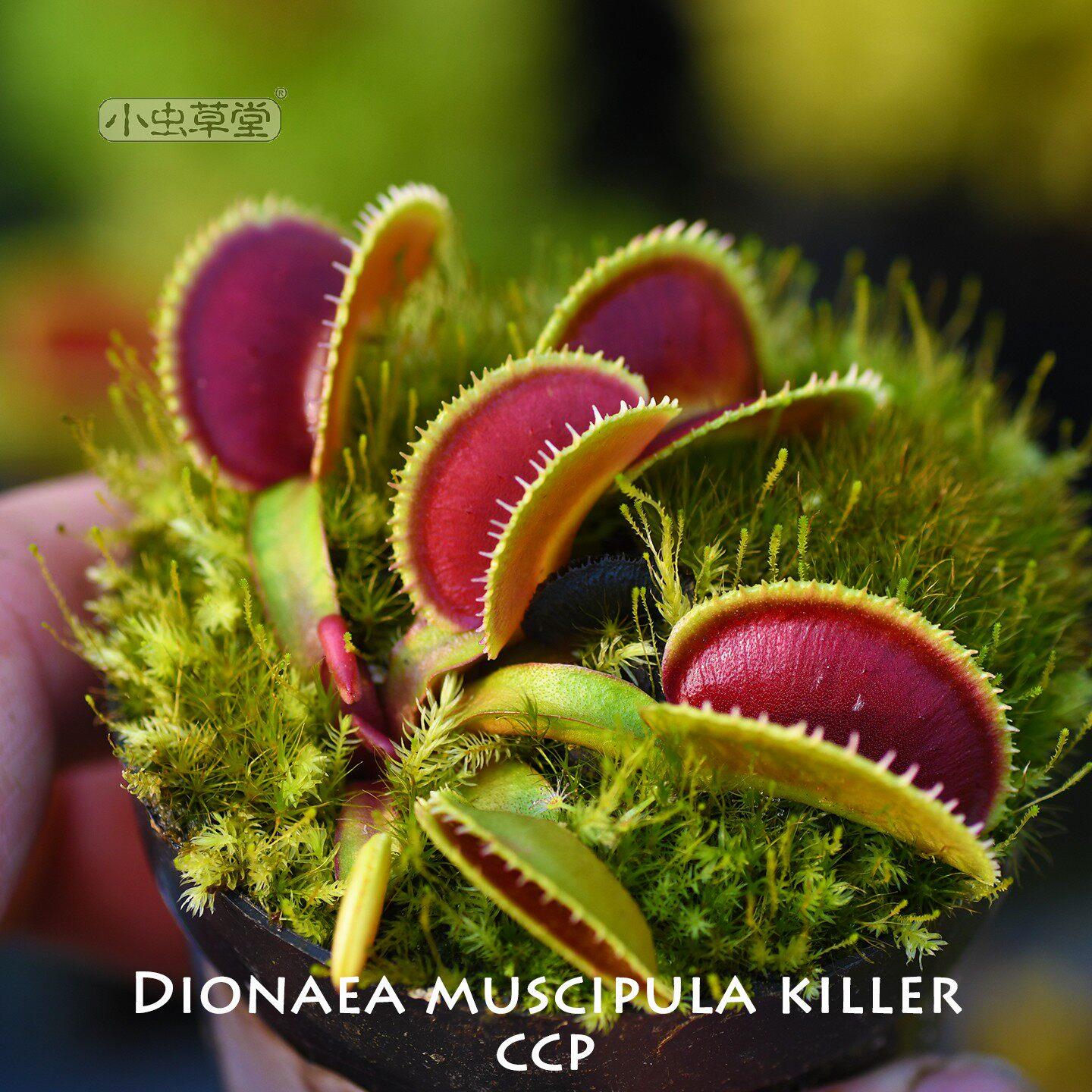 杀手捕蝇草 小虫草堂育种DM.killer食虫植物盆栽高级捕新品奸笑