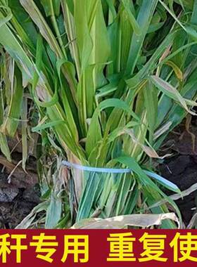 自547米锁试捆玉秆带神器1米扎长自锁试龙扎带厂家尼直销耐温