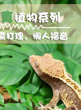 仿植物绿植墙10077625假假草客厅绿植背景墙花装饰花草绿萝隔墙断