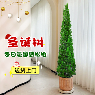 圣诞树真树盆栽龙柏树大型松树室内客厅家用新款装饰盆景绿植好养