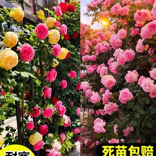 蔷薇爬藤月季花苗玫瑰盆栽大花浓香庭院阳台藤本植物花卉四季开花