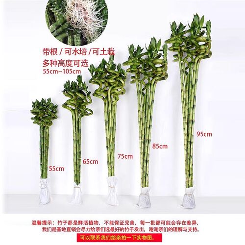 带根富贵竹水培室内植物节节高转运竹子客厅四季常青水绿植