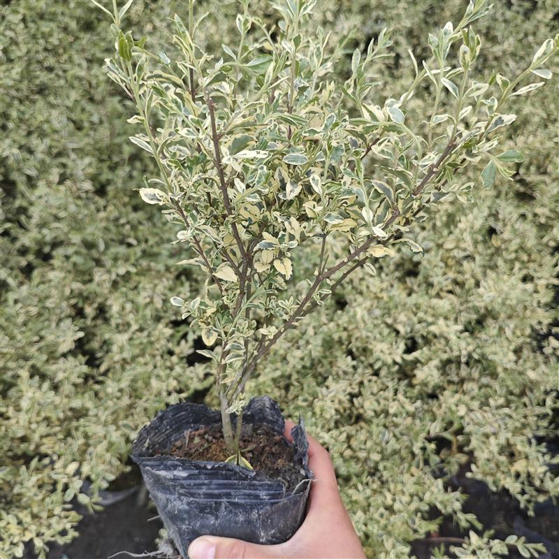金姬小蜡银姬小蜡球形棒棒糖形本地绿化植物庭院种植四季常青美观