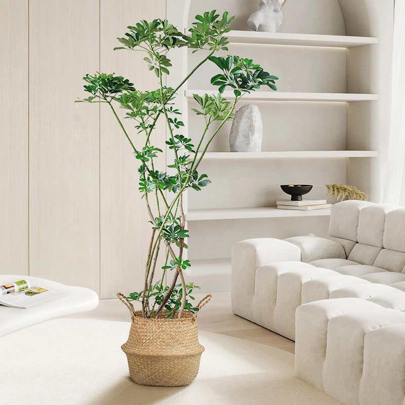 鸭脚木盆栽室内造型大植物客厅吸甲醛绿植观叶好养活八方来财树