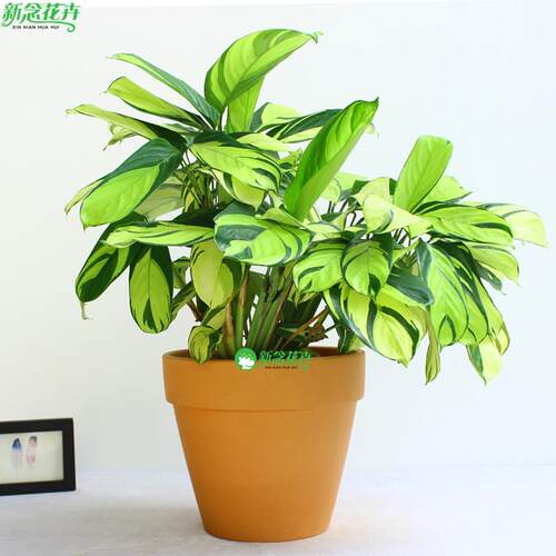 金梦竹芋室内客厅阳台绿植观叶趣味净化空气植物北欧风盆栽
