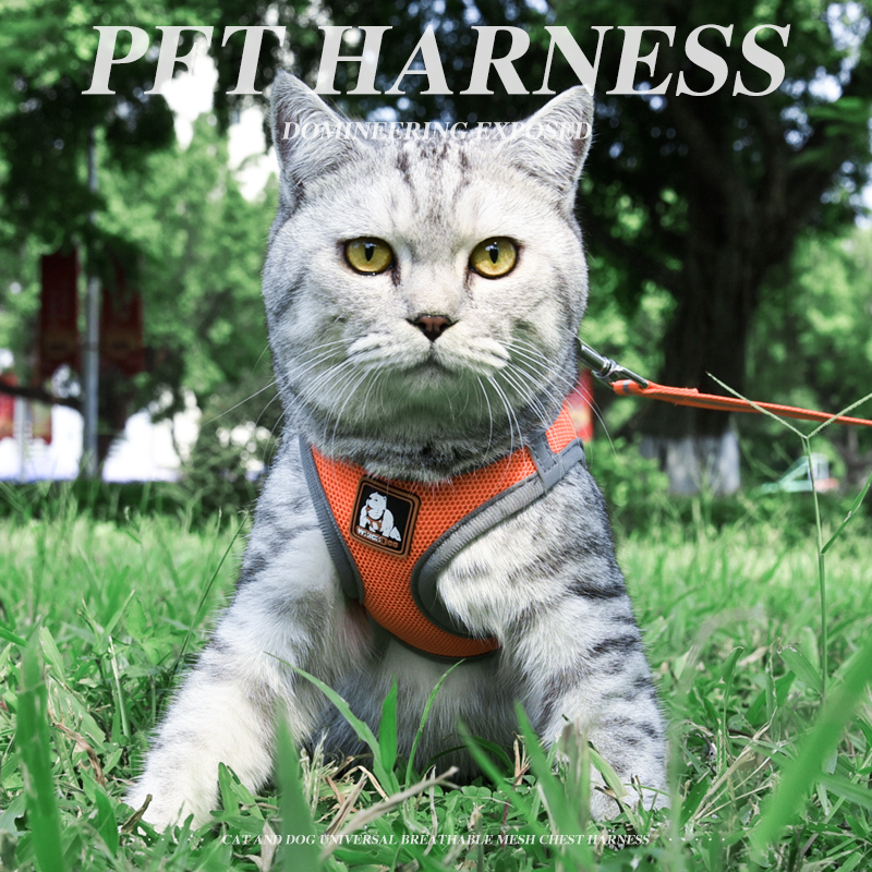 猫咪牵引绳背心式胸抱婴袋防挣脱栓猫链子溜猫绳子猫咪专用外出用