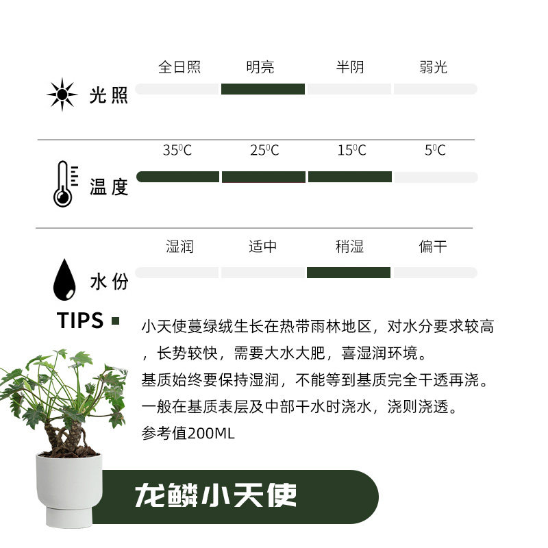 网红植物北欧风观叶植物室内桌面办公桌龙鳞小天使蔓绿绒植物盆栽