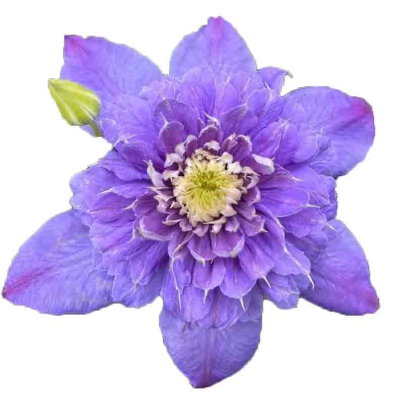 蓝光铁线莲花苗庭院爬藤攀援植物花卉阳台盆栽好养绿植四季大花,鲜花速递/花卉仿真/绿植园艺,绣球/木绣球/木本植物,淘宝优惠券,粉丝福利购,淘宝优惠卷